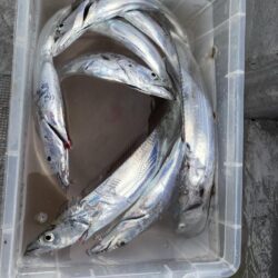 船タチウオ高活性