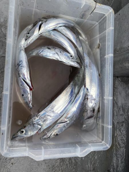船タチウオ高活性