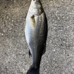 一投