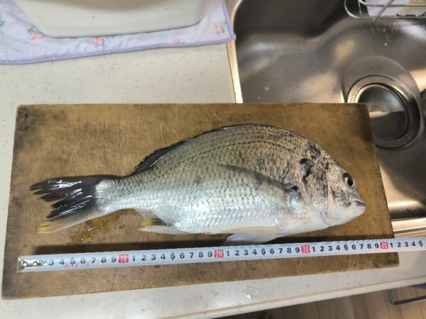 魚種豊富な六甲マリンパーク