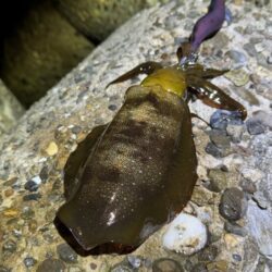 淡路島でエギング｜激流に餌木猿ノーマル対応で良型ゲット