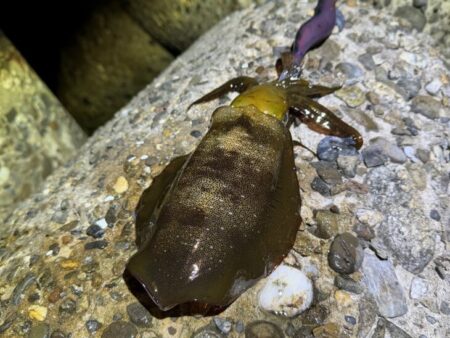 淡路島でエギング｜激流に餌木猿ノーマル対応…
