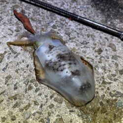 淡路でただ巻きナイトエギング｜調子出て来てつ抜け達成！