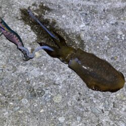 日中のただ巻きエギングで連続釣果！