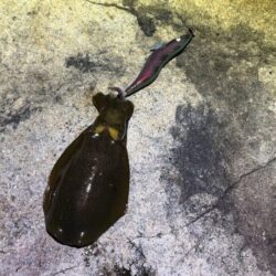明石サーフでただ巻きエギング