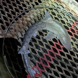変わった魚も釣りました