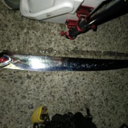 タチウオ⑥