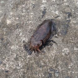 モンゴウイカ