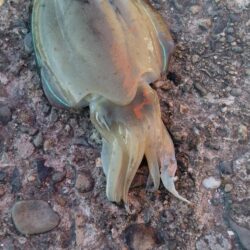 モンゴウイカ