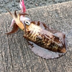 遠征釣行　2日目