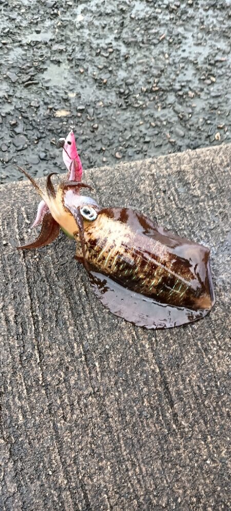 遠征釣行　2日目