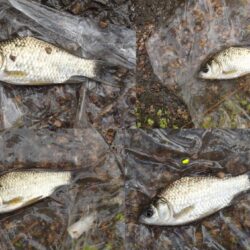 小鮒釣りに癒される