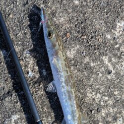カマス釣り