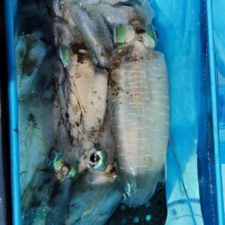 秋イカ釣りたい・・・