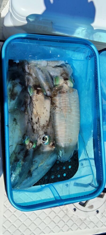 秋イカ釣りたい・・・