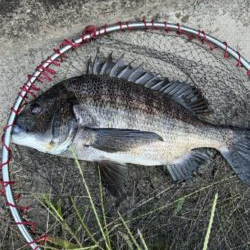 イチノ兄弟、釣果！