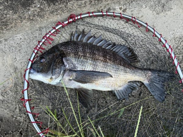 イチノ兄弟、釣果！
