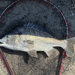 イチノ兄弟、釣果!