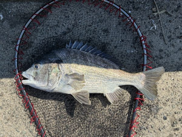 イチノ兄弟、釣果!