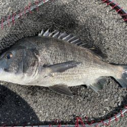 イチノ兄弟、釣果！