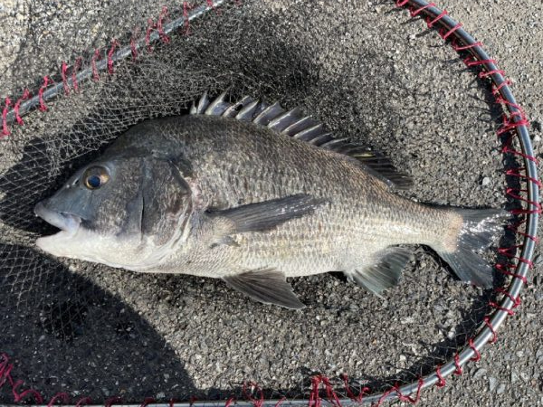 イチノ兄弟、釣果！