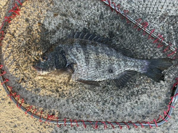 イチノ兄弟、釣果！