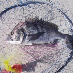 落とし込み釣りで真チヌ　４枚