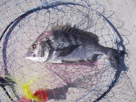 落とし込み釣りで真チヌ　４枚