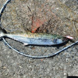 今年初めての太刀魚