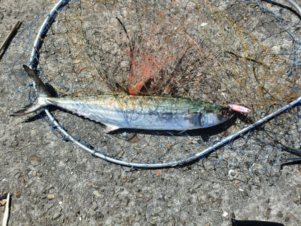 今年初めての太刀魚