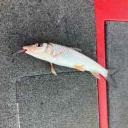東風で苦戦