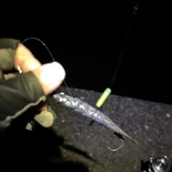タチウオ釣り。好調でした。