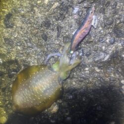 タチウオ釣り