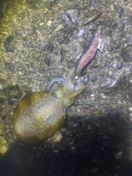 タチウオ釣り