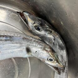 タチウオ狙いで