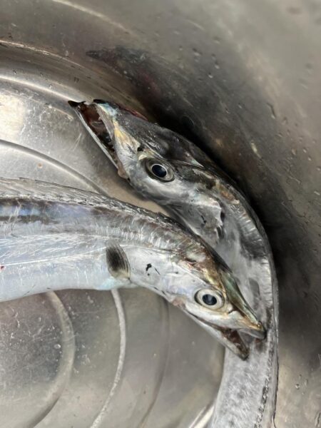 タチウオ狙いで
