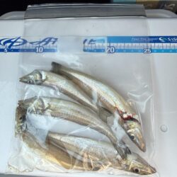 落ちギス釣りに