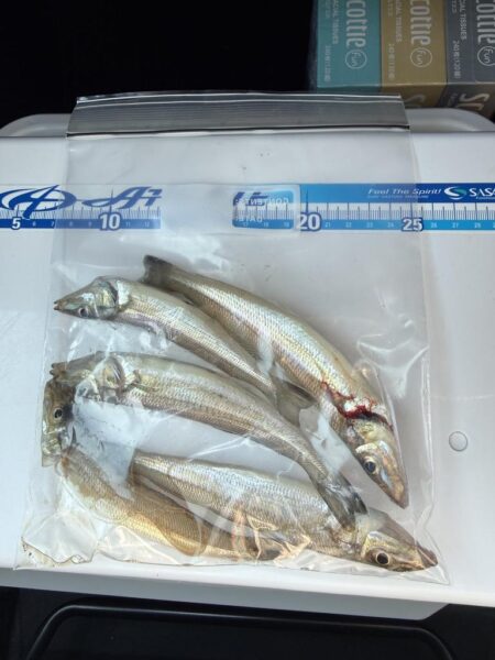 落ちギス釣りに