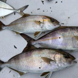 初魚種