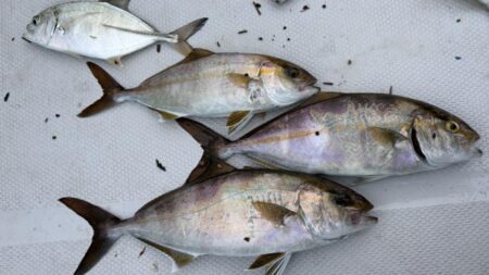 初魚種