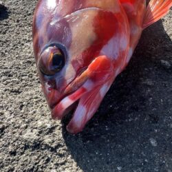 初場所