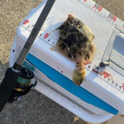 シロギスタ:カワハギ狙いの離島沖堤防2