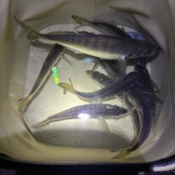釣れました^_^