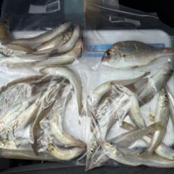 三重県に、落ちギス釣りに