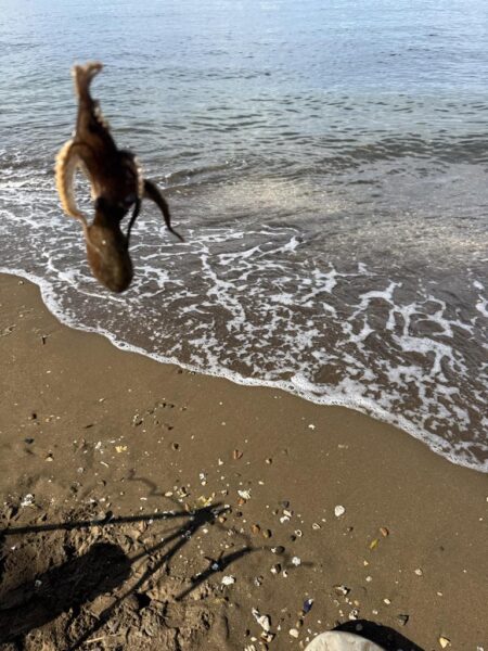 春以来のキス釣り！！