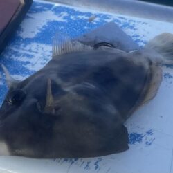 相模湾　カワハギ今シーズン初釣行