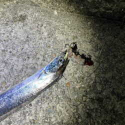手前に大サバ、奥にタチウオ