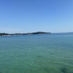 アオリイカ