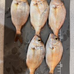久しぶりのキス釣り