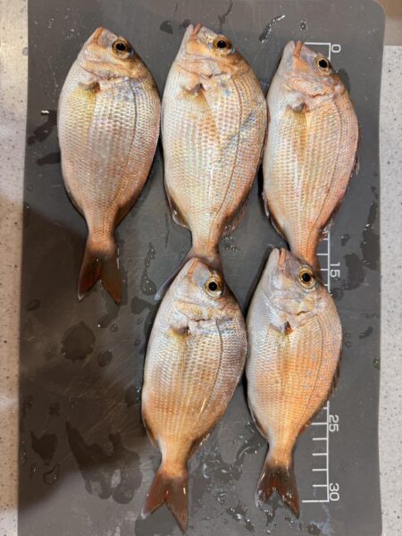 久しぶりのキス釣り